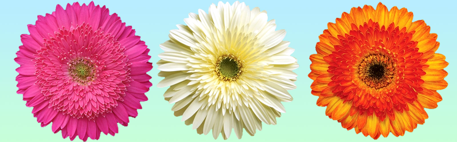 Gerbera Plant Exporters in Maharashtra