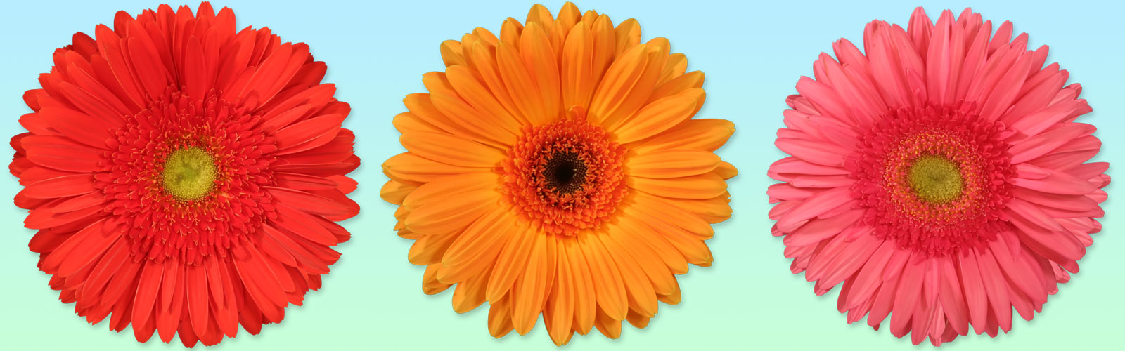 Gerbera Flower Plant Supplier in India