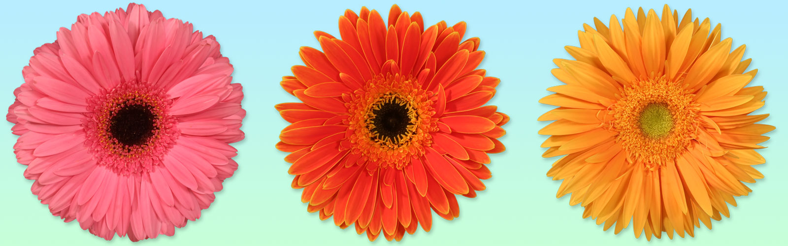 Gerbera Flower Plant Exporters