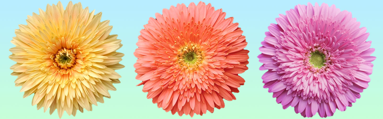 Carnation Flower Plant Exporters in Maharashtra