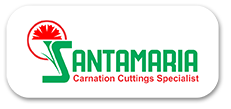Santamaria Carnation Plant in Pune